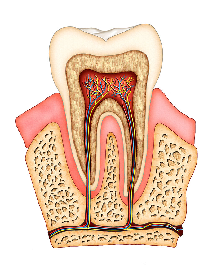 Dental-Anatomy- Dental-Anatomy